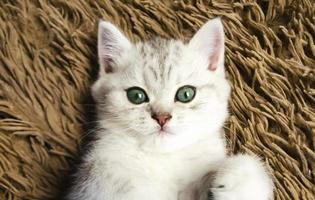 söt grönt öga kattunge på brun bakgrund foto