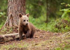 eurasian brown bear (ursos arctos) cub foto