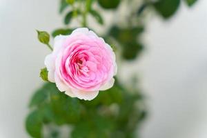 blomma i trädgården med oskärpa grön bakgrund, vacker en rosa ros och gröna växter i parken. grenar av blommande ros med mjukt fokus på en mild grön bakgrund foto