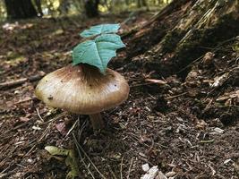 ljus svamp under gröna blad som växer i skogen, horisontellt foto, närbild. naturlig organisk mat på marken nära träd, suddig bakgrund, botanik skott foto