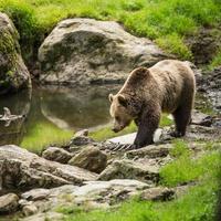 brunbjörn (ursus arctos)