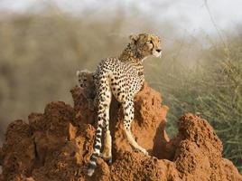 vuxen kvinnlig cheetah (acinonyx jubatus) med ungen på termithaugen
