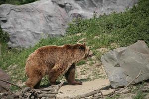 kodiak björn foto