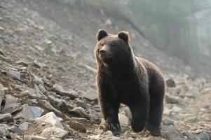 Brun björn