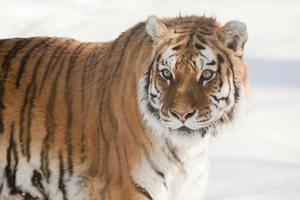 den siberiska tigern foto