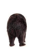 brunbjörn, ursus arctos foto