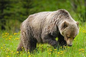 grizzlybjörn (ursus arctos horribilis)