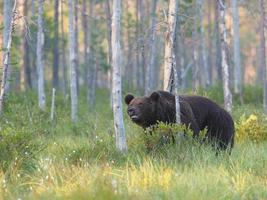 brunbjörn (ursus arctos) i naturen foto