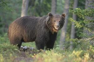 europeisk brunbjörn, ursus arctos