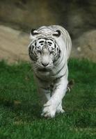 vit tiger foto