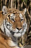 den siberiska tigern foto