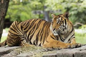närbild Bengal tiger