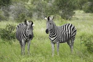 två zebror