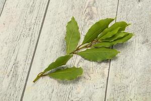 gröna lagerblad på grenen foto