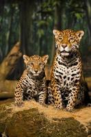 jaguar familj foto