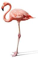 flamingo på vitt foto