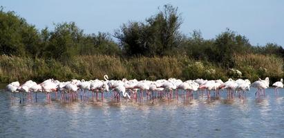 flock flamingos