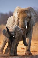 elefant baby