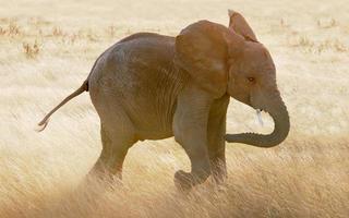 baby elefant springer genom gräs i massai mara foto