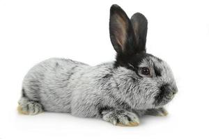 grå kanin foto