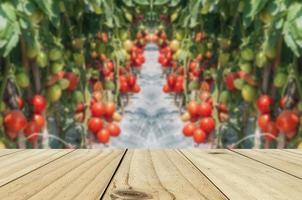 mogen tomatfält med vit träterrassbakgrund foto