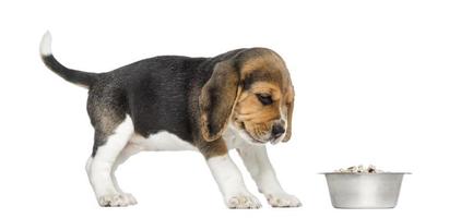 beaglevalp som tittar på hans skål med avsky foto