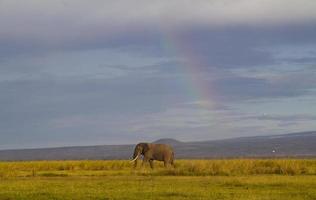 regnbåge vs en ensam elefant foto