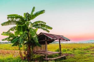 liten hydda med bananträd i lantligt jordbruksområde i Thailand med rosenkvarts och lugn himmel och bergsbakgrund foto