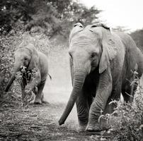 baby afrikanska elefanter