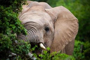 afrikansk elefant