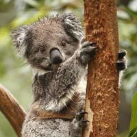 koala foto