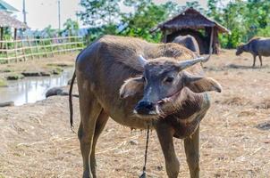 buffel i ett landsbygdsområde i chiang mai thailand foto