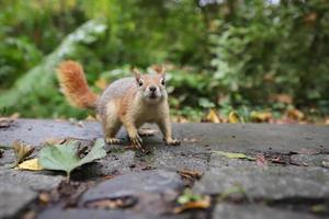 ekorre poserar i skogen foto