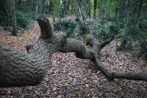 fallet träd i skogen foto