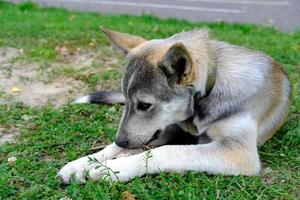 söt hund som ligger på gräset och gnager ett ben foto