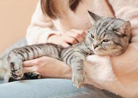 glad avslappnad tabby katt får vila på kvinnans händer. ägaren omfamnar kattungen och smeker den försiktigt. vintermysiga vibbar, livsstil. foto