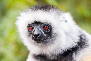 lemur i madagaskar foto