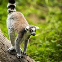lemur kata (lemur catta)