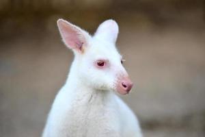 albino wallaby