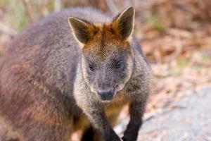 borste-tailed rock wallaby