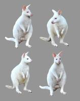 samling av albino wallaby isolerade