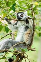 ring-tailed lemur som sover i trädet