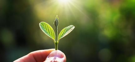 hand som håller ungt träd för plantering med soluppgång. koncept rädda jorden foto