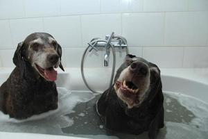 tvätta hundar