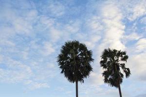 palmer på kvällen vackert färgad himmel med moln i bakgrunden på kvällen före solnedgången idag i en naturlig skönhet på landsbygden i Thailand. foto