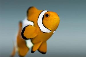 nemofisk, clownfish - närbild foto