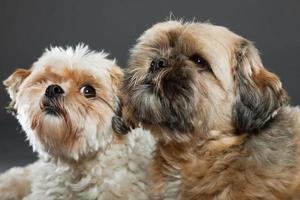 två shih tzu-hundar som isoleras på grå bakgrund. studio skott. foto