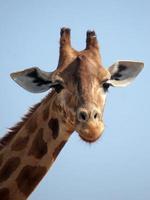 girafe foto