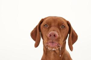 vizsla hund som sticker ut tungan och siklar foto