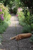 katt som ligger i trädgården